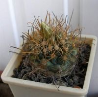 Ancistrocactus tobuschii Lira.jpg
