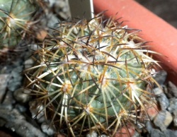 Coryphantha greenwoodii