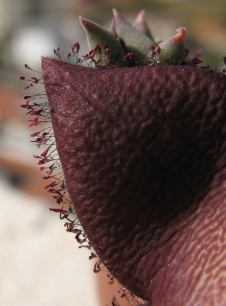 Файл:Stapelia revoluta1.jpg
