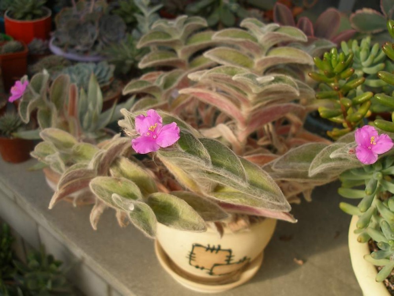 Файл:Tradescantia sillamontana Iv.jpg