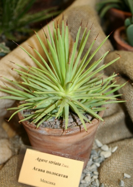 Файл:Agave striata1.JPG
