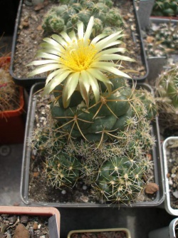 Coryphantha bumamma