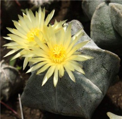 Astrophytum myriostigma