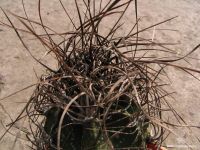 Astrophytum senile.jpg