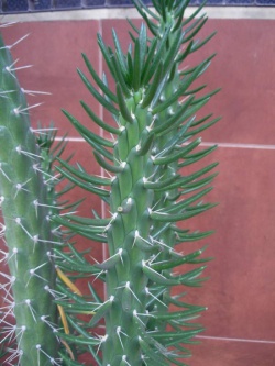 AUSTROCYLINDROPUNTIA subulata