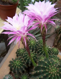 Ehinopsis hybr.4.jpg