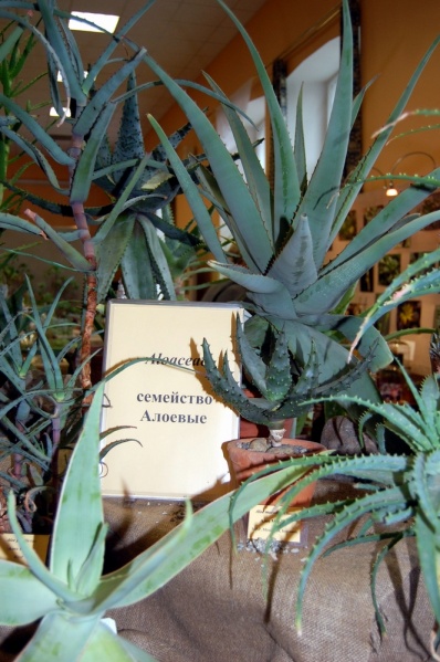 Файл:Aloe group.jpg