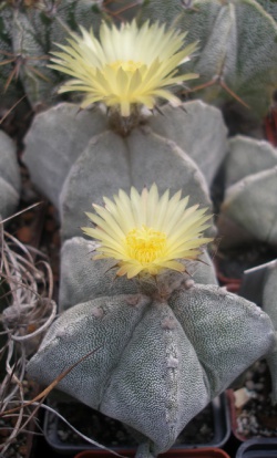 Astrophytum myriostigma