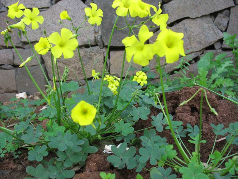 Файл:Oxalis pes-caprae Doli.jpg