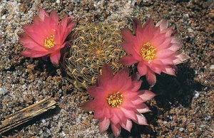 Sulcorebutia roberto6.jpg