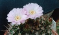 Acanthocalycium-violaceum.jpg