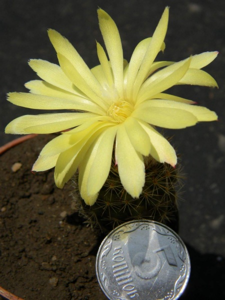 Файл:Parodia cardenasii Kovtun.JPG