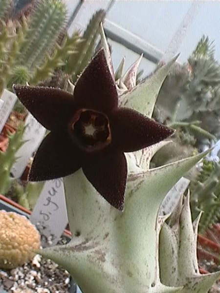 Файл:Caralluma hesperidum.jpg