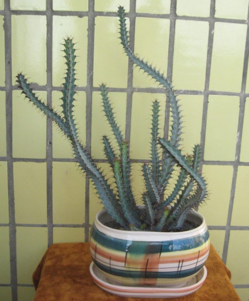 Файл:Euphorbia Greenwayi Lez.jpg
