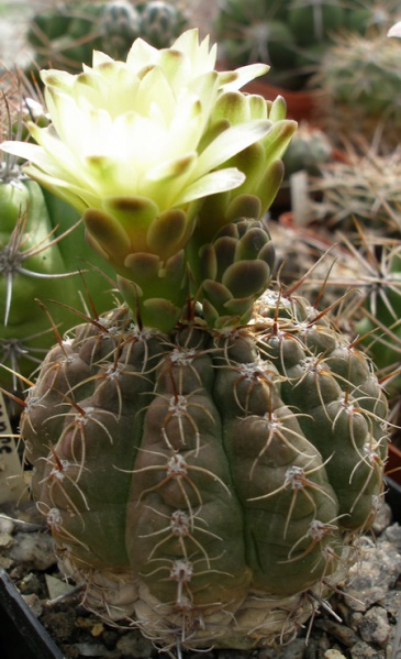 Файл:Gymnocalycium andreae Iv.jpg