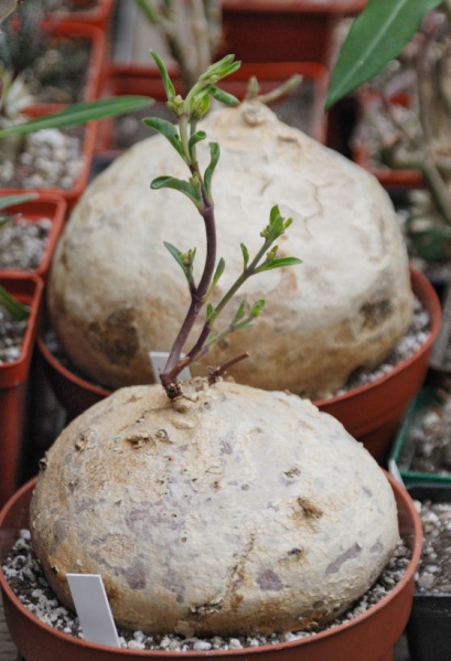 Файл:Raphionacme procumbens.jpg