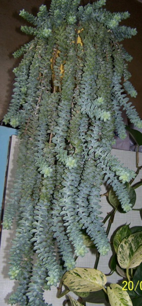 Файл:Sedum burrito.jpg