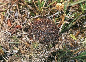 Sulcorebutia vargasii1.jpg