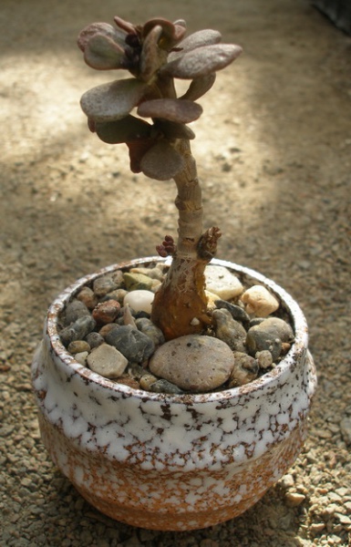 Файл:Ceraria pygmaea.jpg
