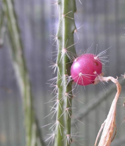 Aporocactus x mallisonii