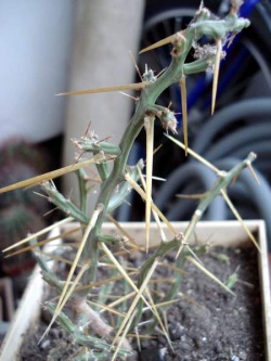 CYLINDROPUNTIA rosarica