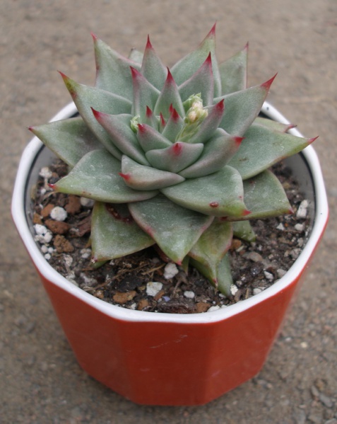 Файл:Echeveria agavoides.jpg