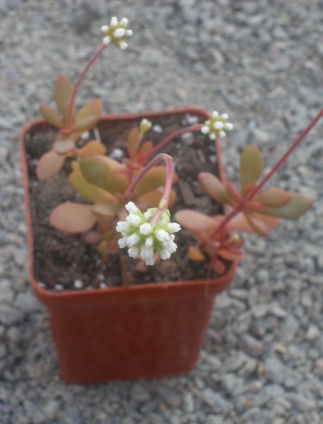 Файл:Crassula radicans.jpg