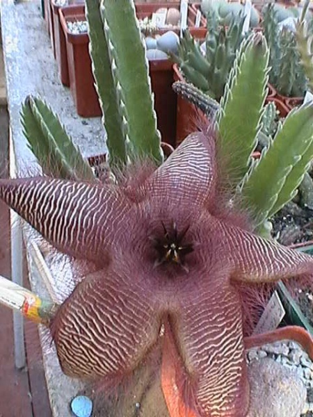 Файл:Stapelia hirsuta Garbar.jpg