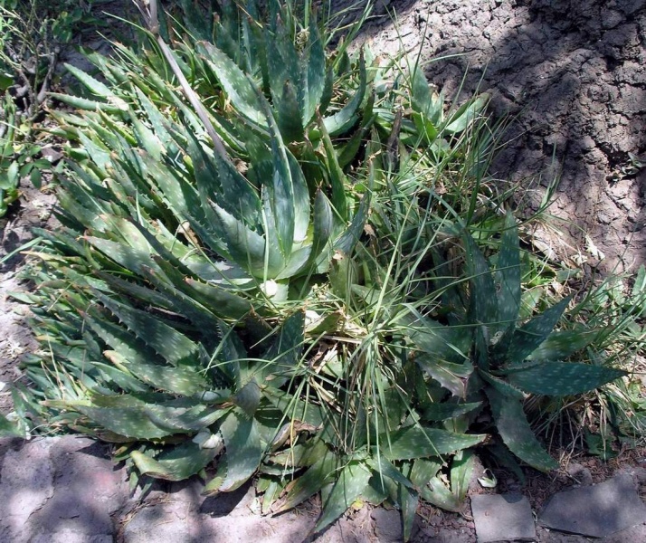 Файл:Aloe saponaria Mex.JPG