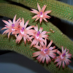 CLEISTOCACTUS aureispinus (winteri)