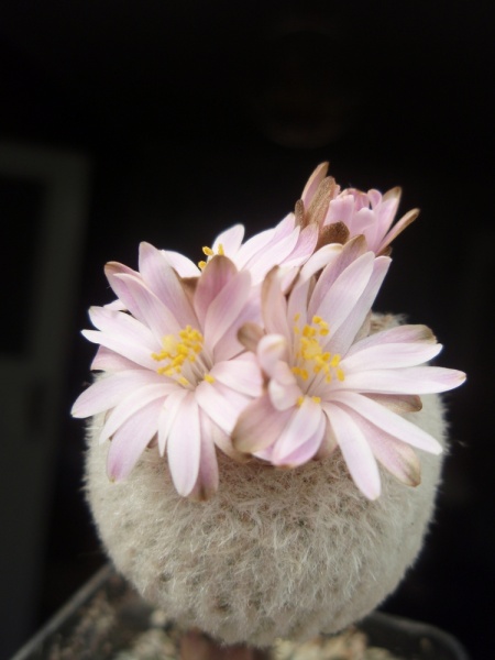 Файл:Yavia cryptocarpa.jpg