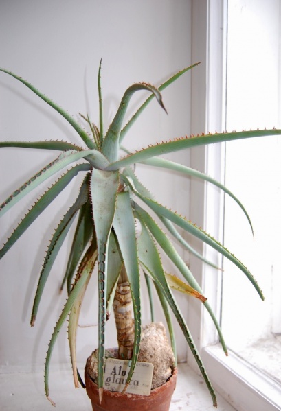 Файл:Aloe glauca.jpg