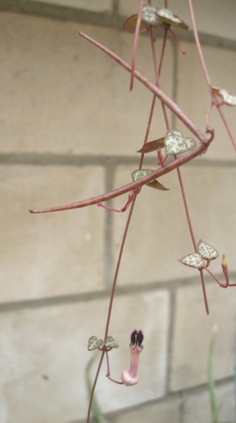 Файл:Ceropegia woodii 3.jpg