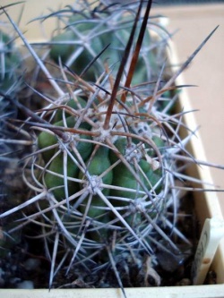 Copiapoa bridgesii