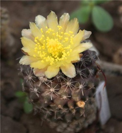 COPIAPOA tenuissima