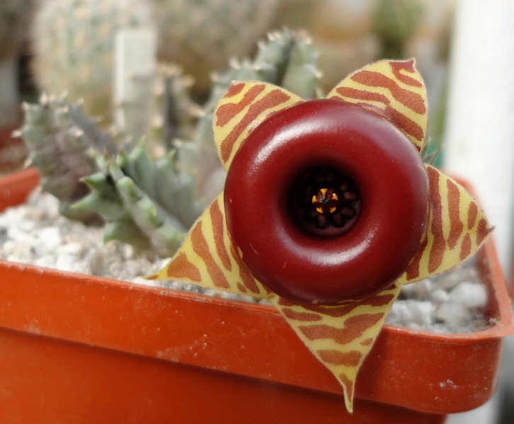 Файл:Huernia confusa.jpg