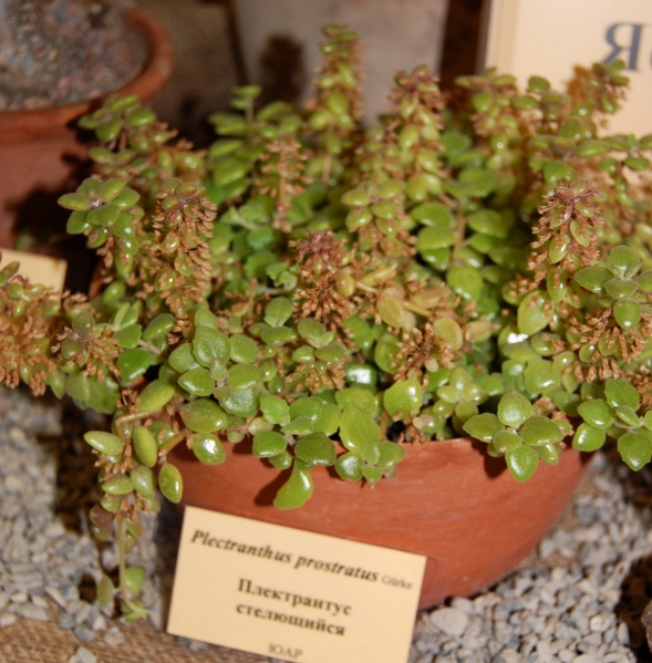 Файл:Plecranthus prostratus.jpg