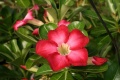 Adenium cv. 'Dark Forest'1.jpg