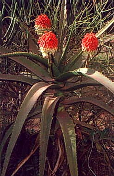 Файл:Aloe-eximia-1.jpg