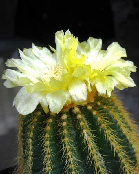 Файл:Eriocactus warasii Baschuk.jpg