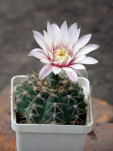 Файл:Gymnocalycium quehlianum.jpg