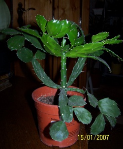 Brasiliopuntia brasilensis