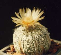 Astrophytum asterias cv. 'Super Kabuto'