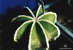 Aztekium hintonii