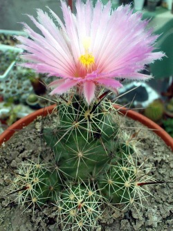 CORYPHANTHA macromeris