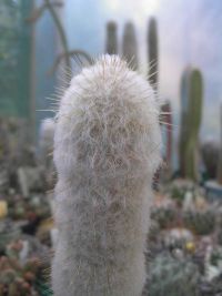 Austrocephalocereus dybowskii Ru.JPG