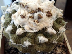 COPIAPOA hypogaea cv.'Lizard Skin'