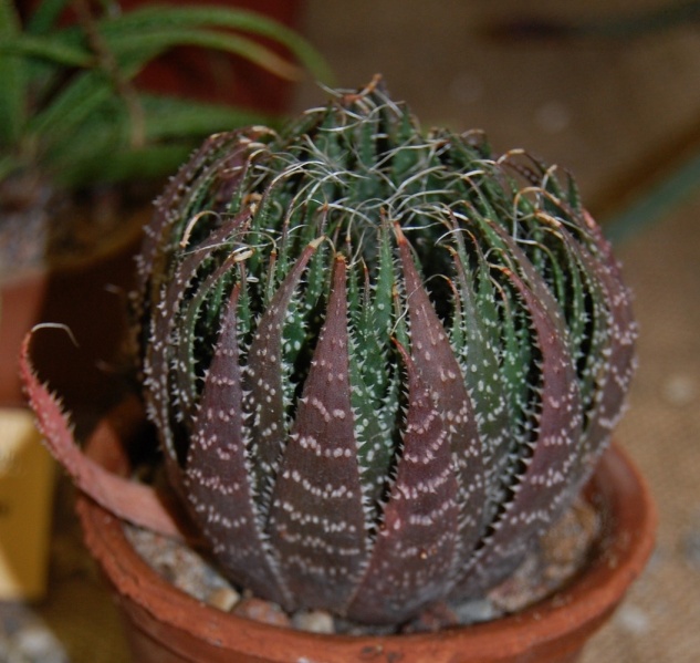 Файл:Aloe aristata Haw..jpg