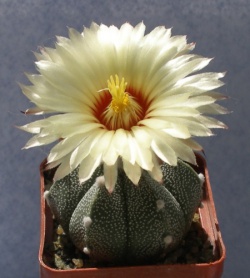 Astrophytum Х AsCo