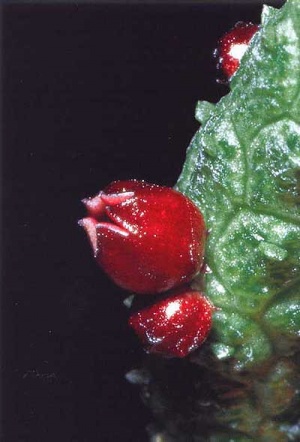 Echidnopsis-oviflora.jpg